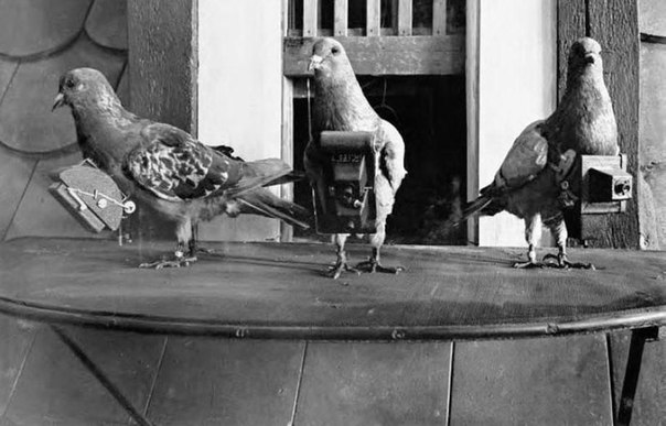 В далёком 1903 году изобретатель Юлиус Нойброннер начал использовать голубей в качестве фотографов, для чего прикреплял к птицам легкие автоматические фотокамеры.