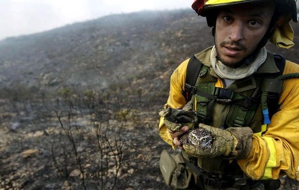 Пожарный несет совенка, спасенного из лесного пожара в Валенсии.