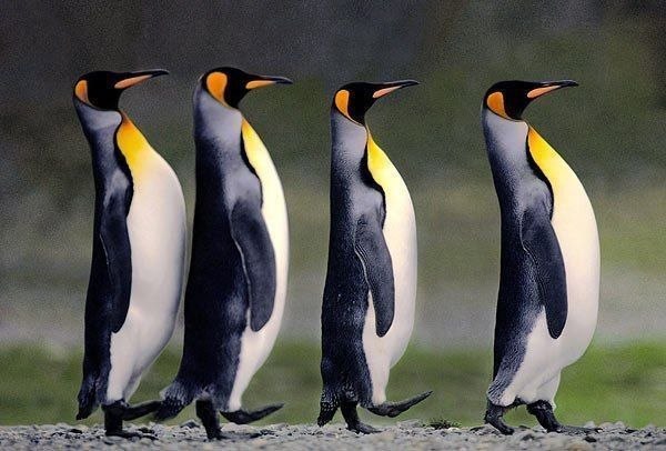 Пингвины Мадагаскара.