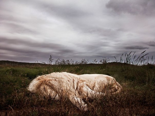 Спящий лев, ЮАР. Автор - Ande Truman.