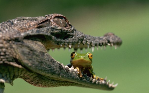 Сохраним планету вместе!
  
    
      
    
    
      Добро пожаловать на Землю! 
      2 фев 2013 в 11:10
    
  
Тысячи крокодилов сбежали с фермы в ЮАР из-за наводнения