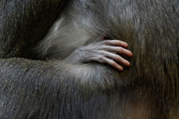 Недельный детеныш дрила — вид приматов из семейства мартышковых — со своей матерью в зоопарке Хеллабрунн, Мюнхен, Германия. 