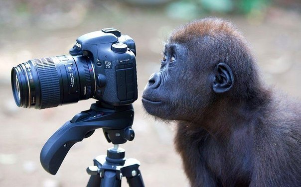 Любопытный детёныш гориллы с фотоаппаратом. Фото Люси Рэй