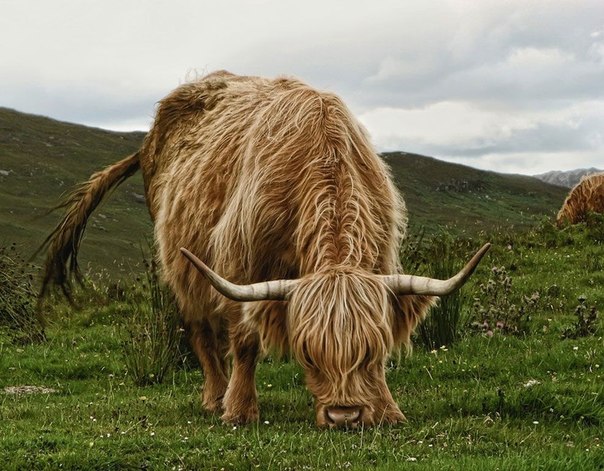 Шотландские высокогорные коровы