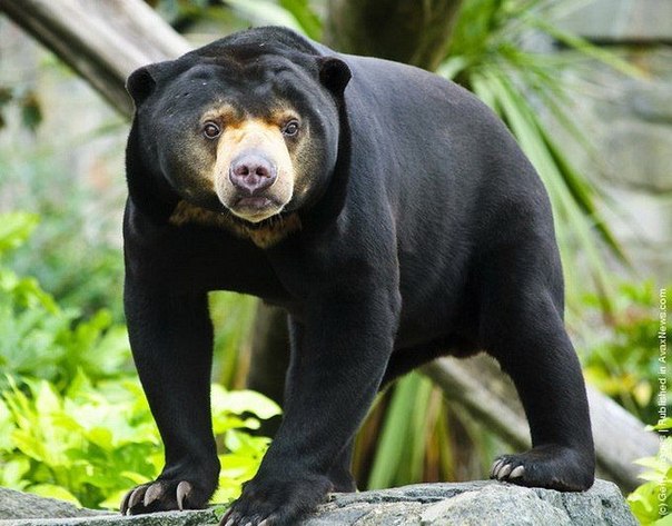 Солнечный или малайский медведь