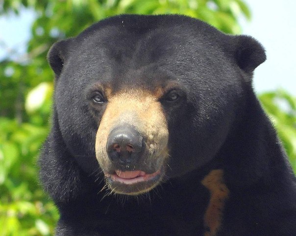 Солнечный или малайский медведь