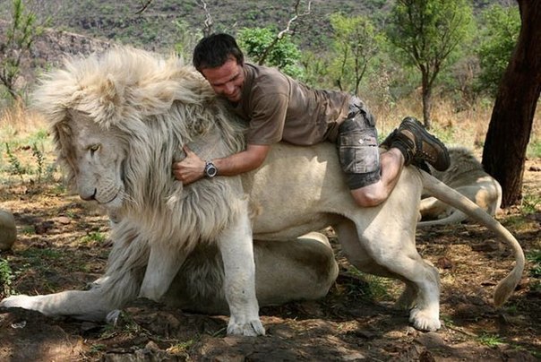 Специалист по поведенческим особенностям диких животных Кевин Ричардсон прославился тем, что научился общаться с хищными зверями как с домашними.