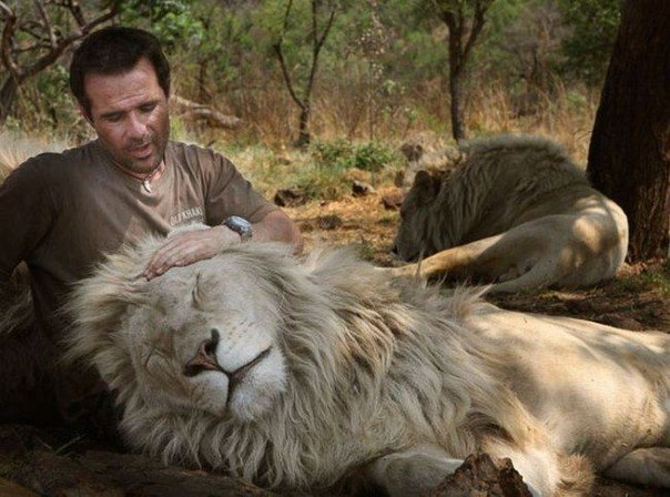 Специалист по поведенческим особенностям диких животных Кевин Ричардсон прославился тем, что научился общаться с хищными зверями как с домашними.