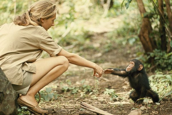 Приматолог Джейн Гудолл c детёнышем шимпанзе по имени Флинт в национальном парке Гомбе-Стрим, Танзания.